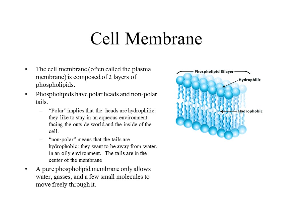 Cell Membrane The cell membrane (often called the plasma membrane) is composed of 2